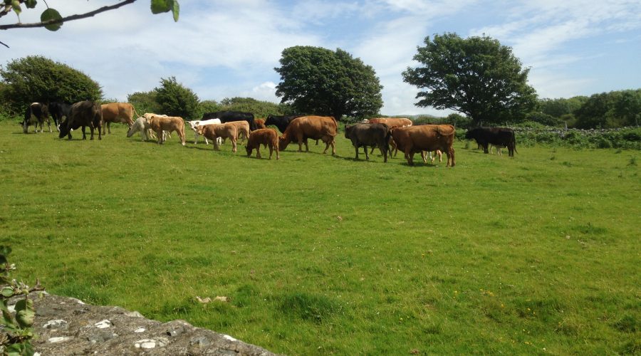 Snowdonia Local Herd And Calves